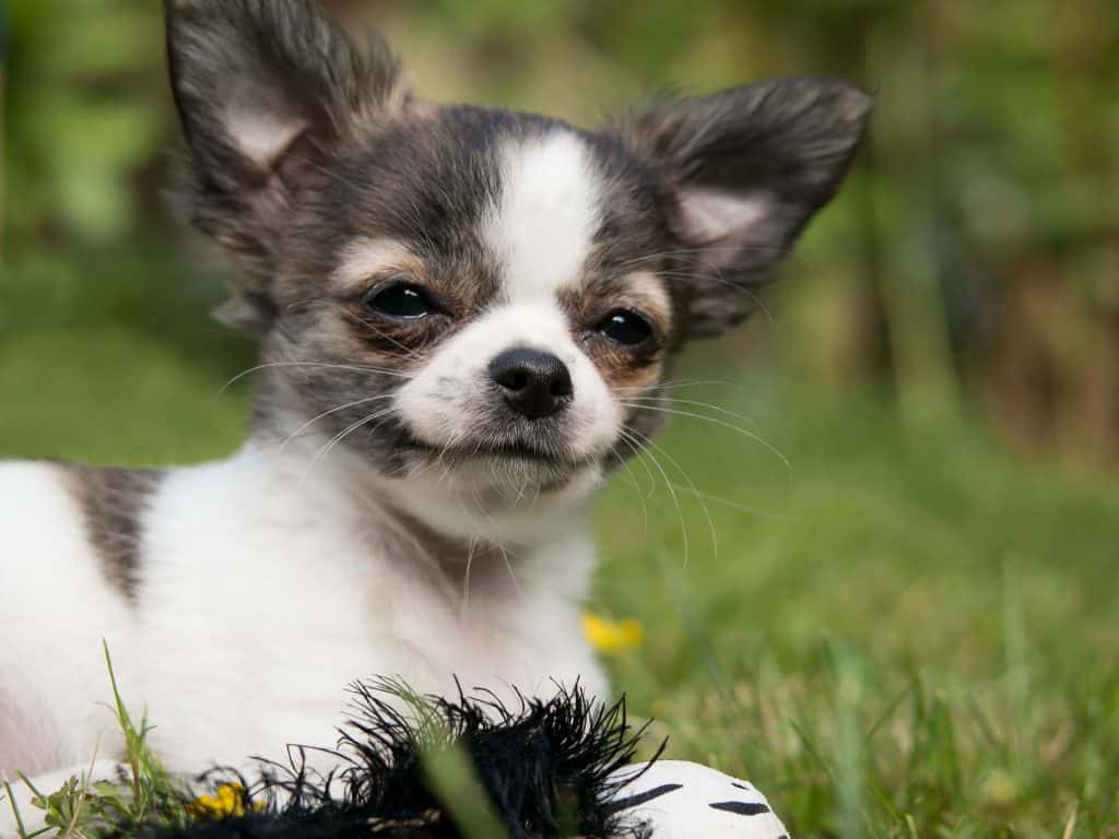cheap chihuahua puppy, Angel Chihuahua Blog