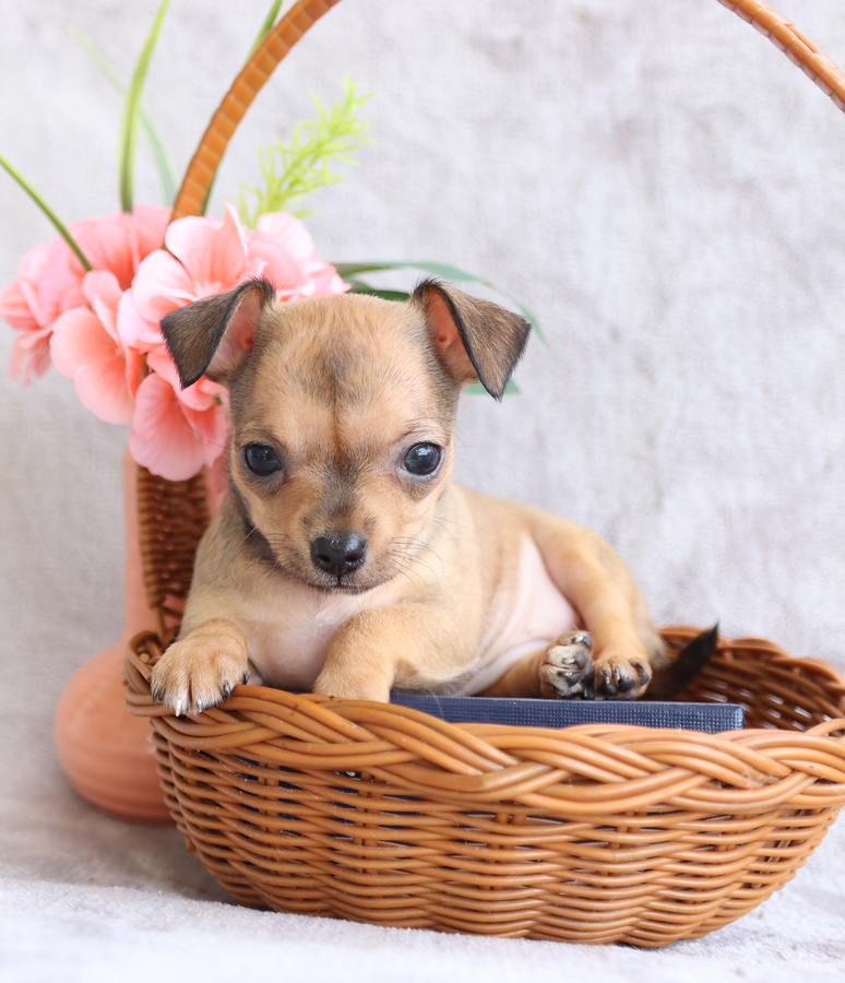 The Chihuahua Breed