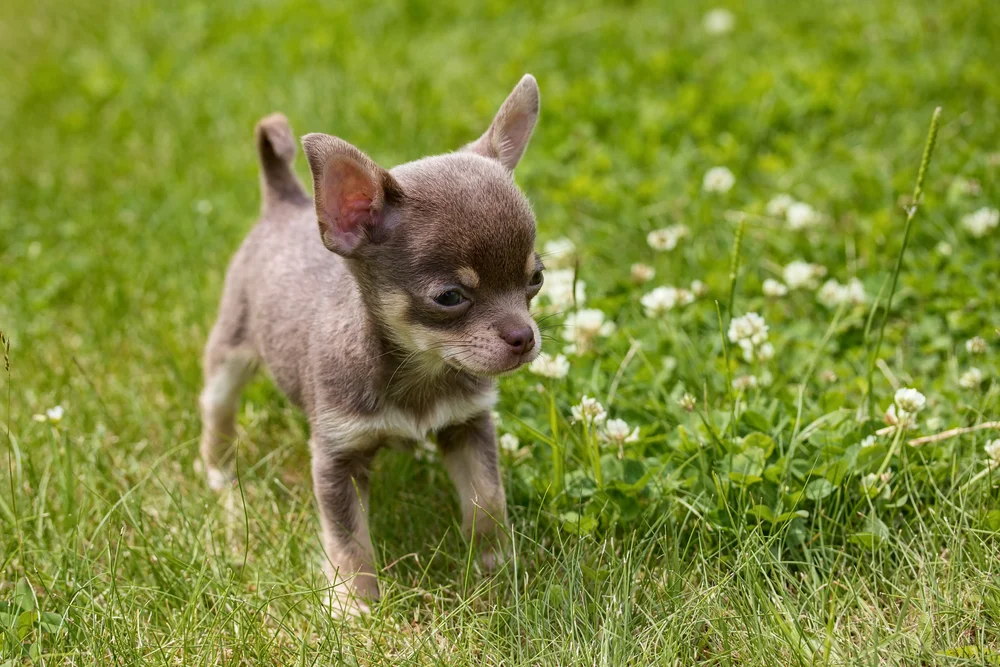 Chihuahua For Sale Ny