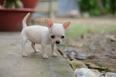 Teacup Chihuahua For Sale